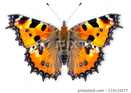 Beautiful Small Tortoiseshell butterfly isolated on a white background with clipping path 114219377