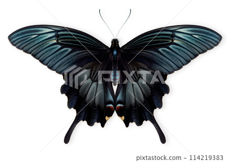 Beautiful Blue Mormon butterfly isolated on a white background with clipping path Beautiful Blue Mormon butterfly isolated on a white background with clipping path 114219383