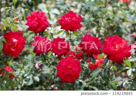 Roses in the garden, Roses are beautiful with a beautiful sunny day. Roses in the garden, Roses are beautiful with a beautiful sunny day. 114219891
