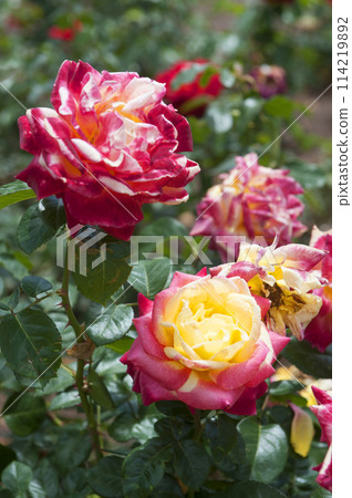 Roses in the garden, Roses are beautiful with a beautiful sunny day. Roses in the garden, Roses are beautiful with a beautiful sunny day. 114219892