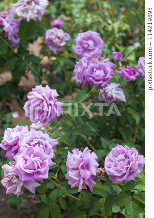 Roses in the garden, Roses are beautiful with a beautiful sunny day. Roses in the garden, Roses are beautiful with a beautiful sunny day. 114219893