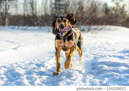 A cheerful young bloodhound puppy runs along a path in a snowy field on a frosty sunny day and grimaces. A cheerful young bloodhound puppy runs along a path in a snowy field on a frosty sunny day and grimaces. 114220011