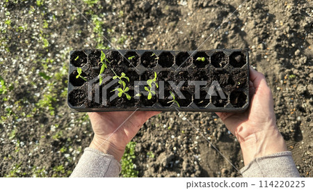 Hand holding tray of seedlings, a gesture towards nature and growth 114220225