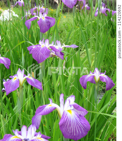 Iris 114220692
