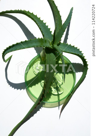 Abstract cosmetic laboratory.. Aloe Vera Plant with Petri Dish with Green Aloe Vera gel on White Background 114220724