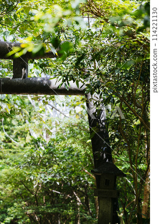 森林和牌坊 114221130