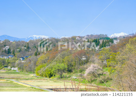 野櫻花和北阿爾卑斯山【安曇野市】 114221155