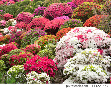 A flowering azaleas flower 114221347
