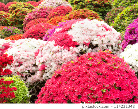 A flowering azaleas flower 114221348