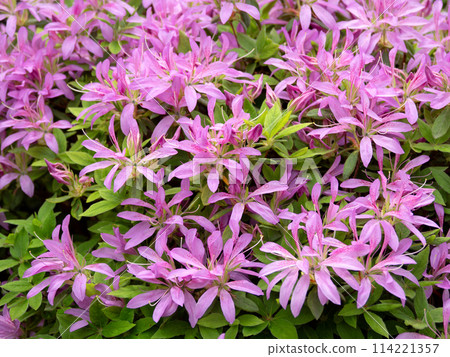 A flowering azaleas flower A flowering azaleas flower 114221357