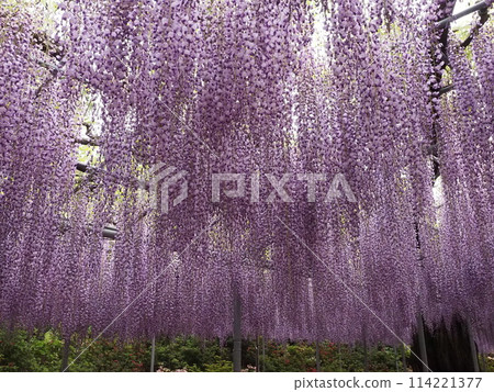 紫藤花的景觀 紫藤花的景觀 114221377