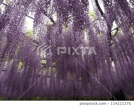 紫藤花的景觀 114221378