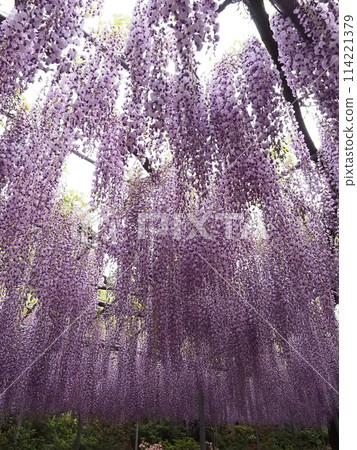 紫藤花的景觀 114221379