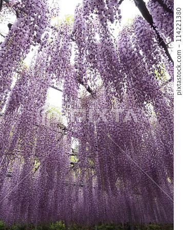 紫藤花的景觀 紫藤花的景觀 114221380