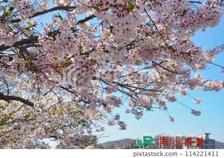 南小樽站和櫻花 114221411