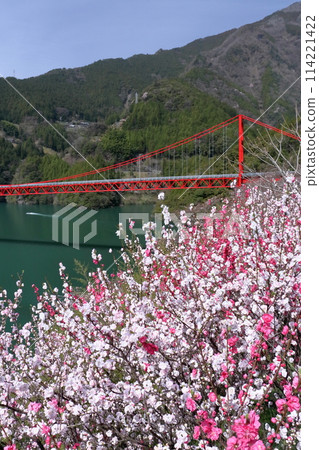 Peach blossoms and the Odo Dam Bridge (Niyodogawa Town, Kochi Prefecture) Peach blossoms and the Odo Dam Bridge (Niyodogawa Town, Kochi Prefecture) 114221422