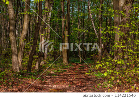 Beautiful green summer forest. Spring background, backdrop 114221540