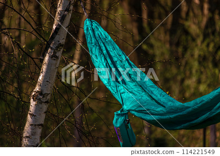 The hammock is stretched between the birch trees. Summer vacation The hammock is stretched between the birch trees. Summer vacation 114221549