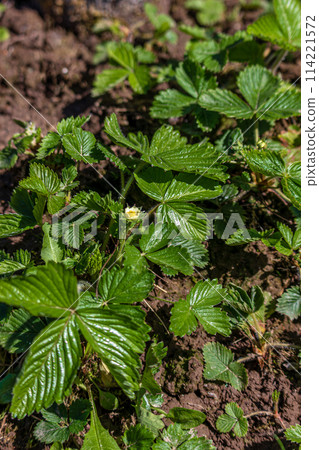 White strawberry flowers in the garden Strawberry blossoms. Growing strawberries 114221572