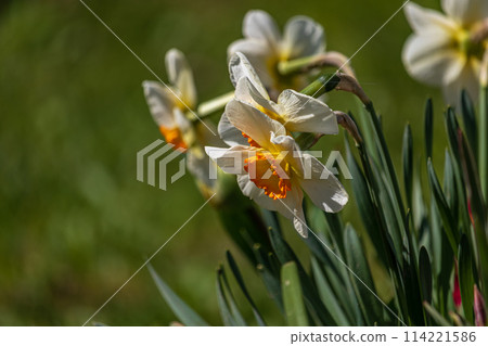 Spring flowers. Close up of daffodil flowers blooming in a garden 114221586