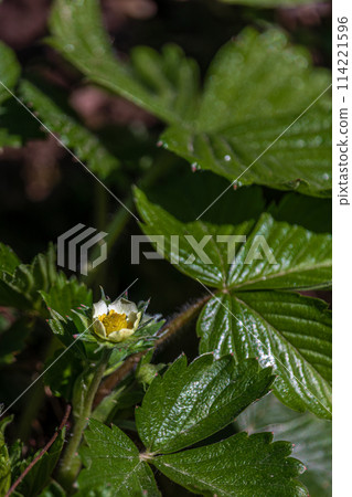 White strawberry flowers in the garden Strawberry blossoms. Growing strawberries White strawberry flowers in the garden Strawberry blossoms. Growing strawberries 114221596