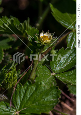 White strawberry flowers in the garden Strawberry blossoms. Growing strawberries 114221599