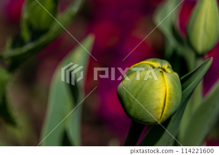 Young green new buds of tulip flowers sprout out and growth in spring season 114221600