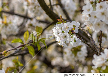 Fresh cherry blossoms moving in the wind on a tree 114221601