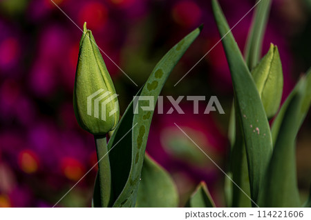 Young green new buds of tulip flowers sprout out and growth in spring season Young green new buds of tulip flowers sprout out and growth in spring season 114221606