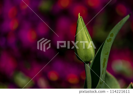 Young green new buds of tulip flowers sprout out and growth in spring season Young green new buds of tulip flowers sprout out and growth in spring season 114221611