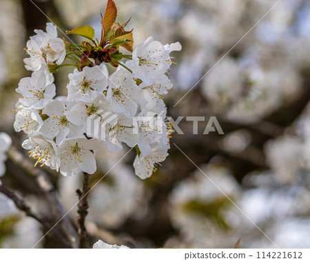 Fresh cherry blossoms moving in the wind on a tree Fresh cherry blossoms moving in the wind on a tree 114221612