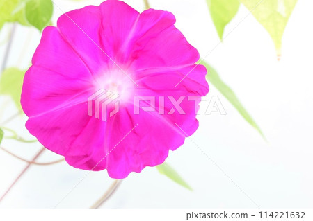 Pink morning glory large flower light background 114221632