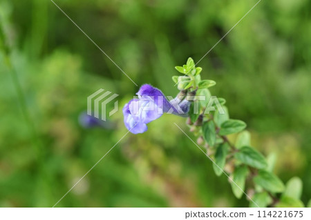 Kobano Tatsunami Tatsunamisou blooms on rocks near the coast Kobano Tatsunami Tatsunamisou blooms on rocks near the coast 114221675
