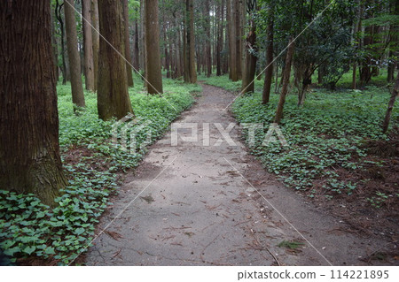 在森林公園的長廊 114221895