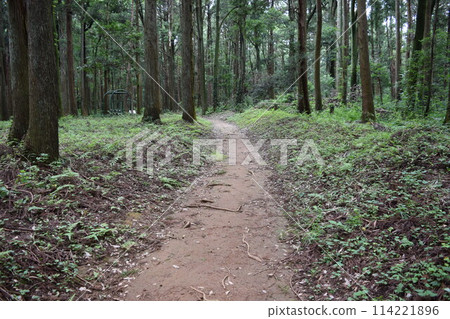 在森林公園的長廊 114221896