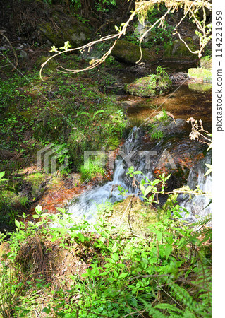 Spring - the season of fresh greenery - the waterside of the Mitaki River - a view from the forest road to Kuroyama Mitaki 114221959