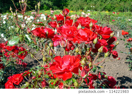 Closeup shot of lush blooming red rose flowers and buds on a bush outdoors on flowerbed in roses garden at sunny summer day. With no people beautiful natural background. 114221983
