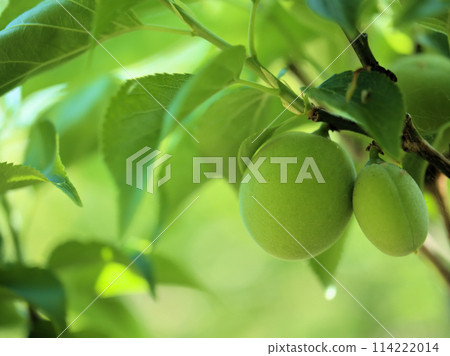 Green plums starting to ripen in May Green plums starting to ripen in May 114222014