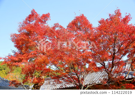 Vivid Autumn Leaves Acer palmatum Vivid Autumn Leaves Acer palmatum 114222019
