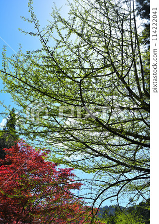 Spring - the season of fresh greenery - the view from the forest road to Kuroyama Sandaki Waterfalls 114222041