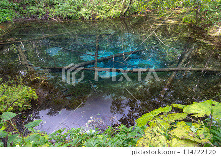 Hokkaido / Miraculous spring "Kaminoko Pond" in summer with its mysterious blue and transparency Hokkaido / Miraculous spring "Kaminoko Pond" in summer with its mysterious blue and transparency 114222120