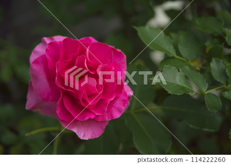 一朵紅玫瑰 114222260