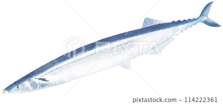 肥美鮮秋刀魚水彩觸感 114222361