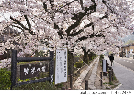 Philosopher's Path decorated with cherry blossoms in full bloom - Horizontal composition 2 Philosopher's Path decorated with cherry blossoms in full bloom - Horizontal composition 2 114222489