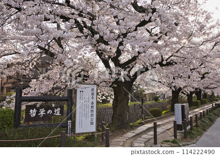 Philosopher's Path decorated with cherry blossoms in full bloom - Horizontal composition 3 114222490