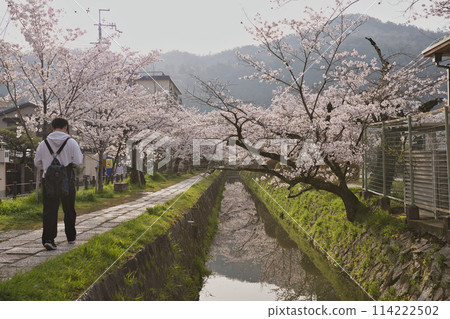 櫻花盛開的哲學家之路橫向構圖6 114222502