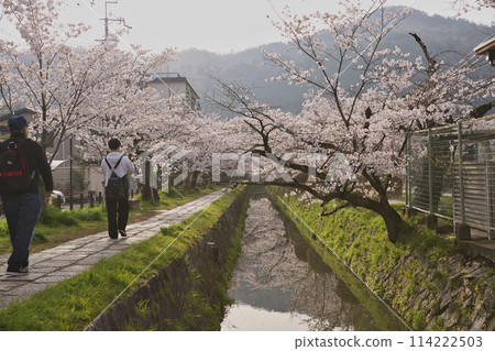 櫻花盛開的哲學家之路橫向構圖7 114222503
