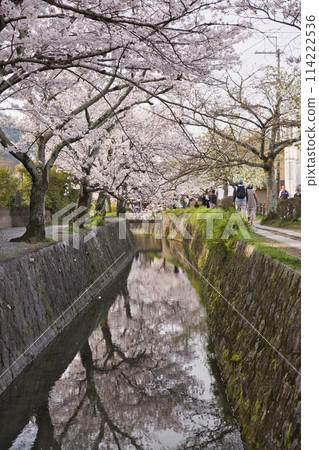Philosopher's Path decorated with cherry blossoms in full bloom - Vertical composition 27 114222536