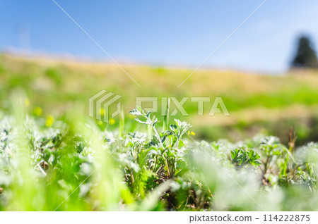 Mugwort growing in a spring field Mugwort growing in a spring field 114222875