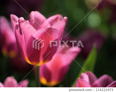 Colorful tulips blooming in May Colorful tulips blooming in May 114222973